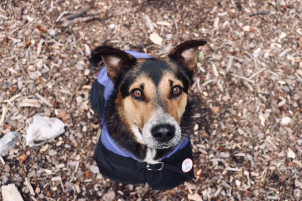 /Images/uploads/The Santa Fe New Mexican/santafepetcontest/entries/34008thumb.jpg